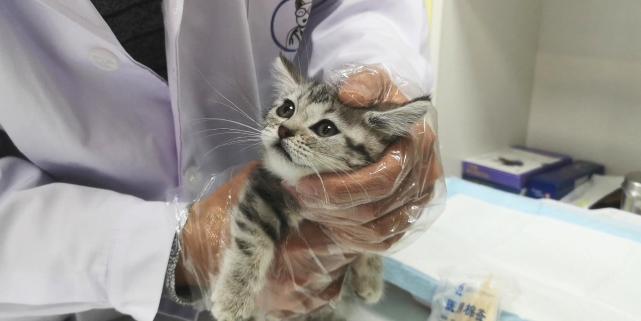 紧急求助猫贩子被猫骗,猫贩子最不想让你知道的几件事