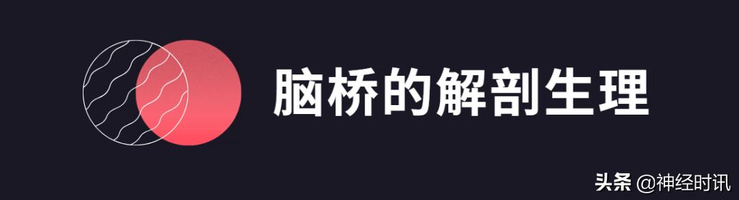 脑干解剖,脑干神经解剖