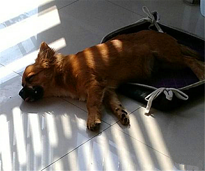 狗狗喂得过饱有什么坏处,辟谣狗狗不能吃盐会有泪痕