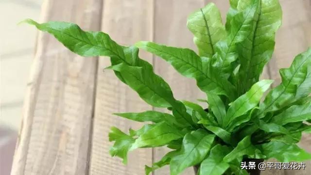 植物发生永久萎蔫用什么方法,植物高温叶子萎蔫怎么回事