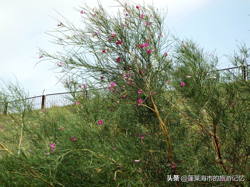 宁夏沙坡头游记,畅游宁夏