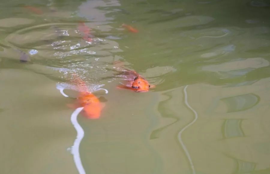 浙江省永康市明珠中学,浙江省永康市明珠学校