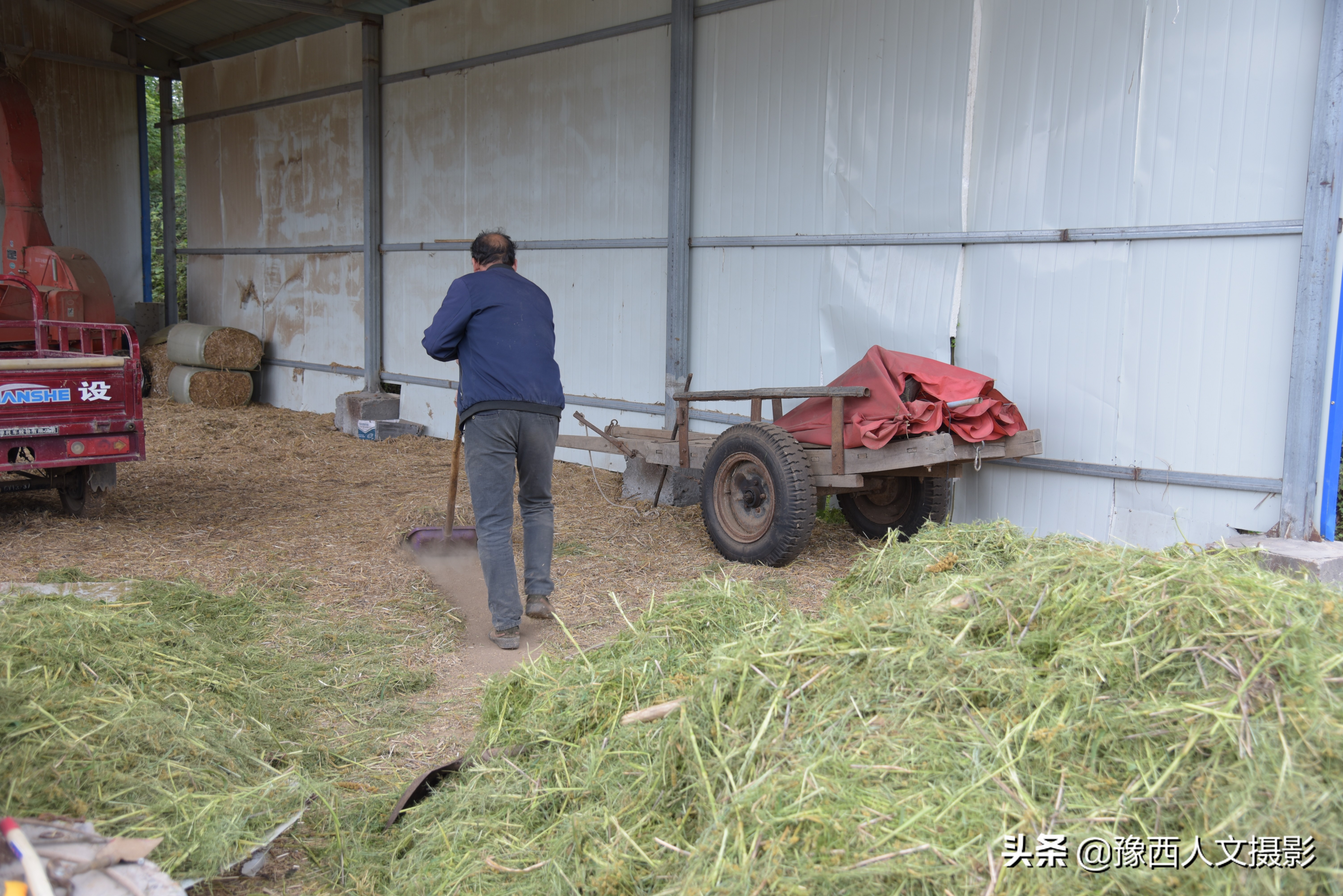 山西农村大爷养驴,农村大叔养驴的故事