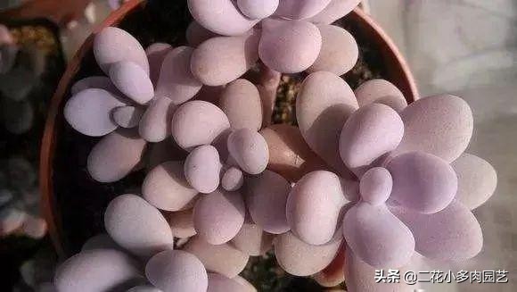 365种·常见花卉图谱，观果和多肉植物收藏篇