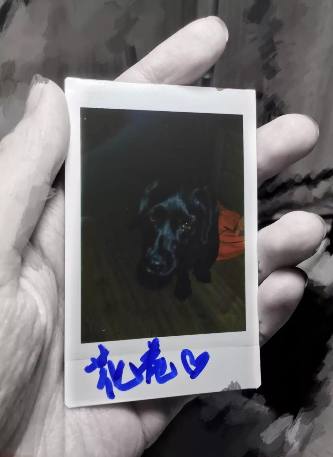 养狗是黑的好还是黄的好,养狗黑狗好吗