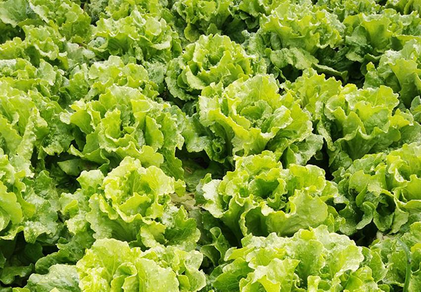 春季种植什么蔬菜好卖,反季节种什么蔬菜价格高