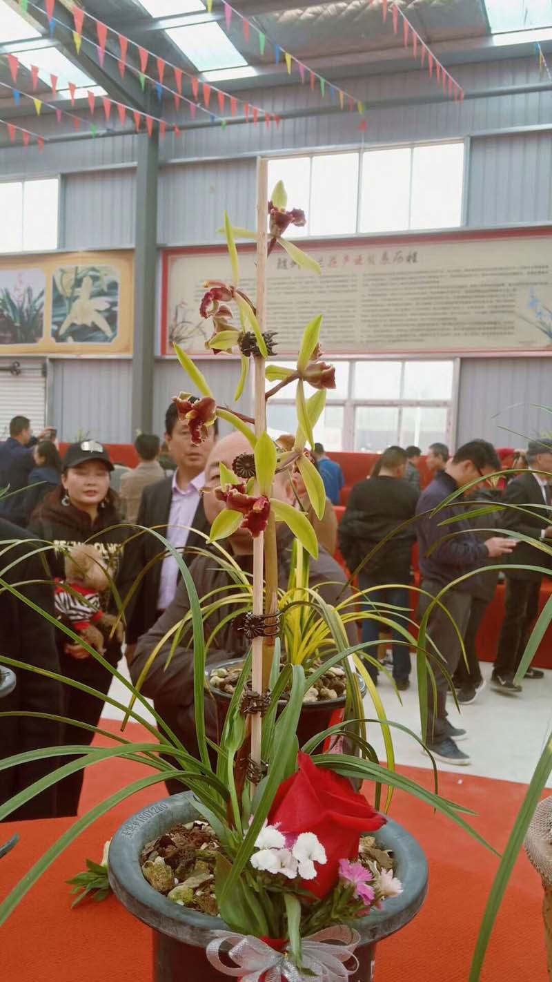 如何提高蕙兰发芽率,怎样提高兰草的发芽率