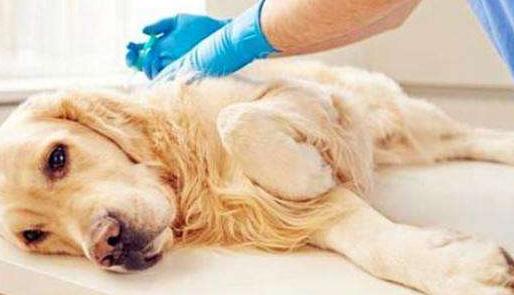 狗狗5种表现离死亡不远了,狗狗常见的十大疾病