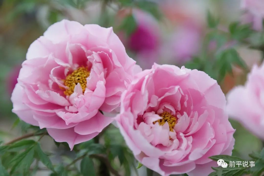 国花牡丹园灯光秀实拍,国花牡丹视频