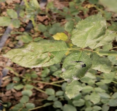 生物制剂防治白粉病,生物试剂治疗玫瑰糠疹