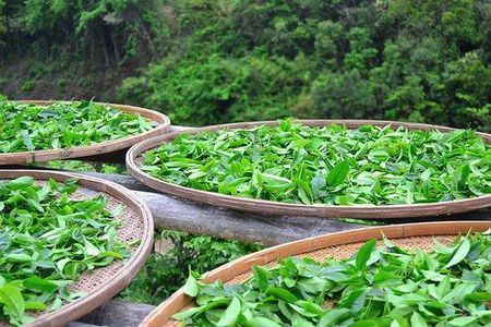 中国各类名茶,中国十大名茶是哪10种名茶