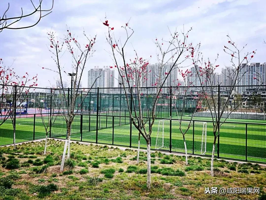 高新锦业壹号售罄,高新锦业壹号房子能买吗