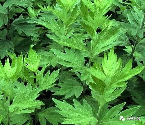 艾叶不适应什么体质的人,艾叶生姜花椒水泡脚禁忌人群