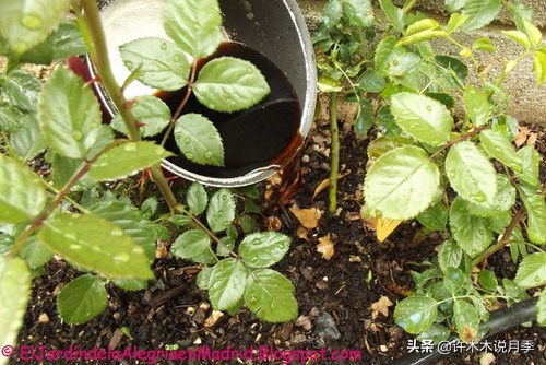 月季从小苗到大苗如何养,藤本月季花苗修剪教程