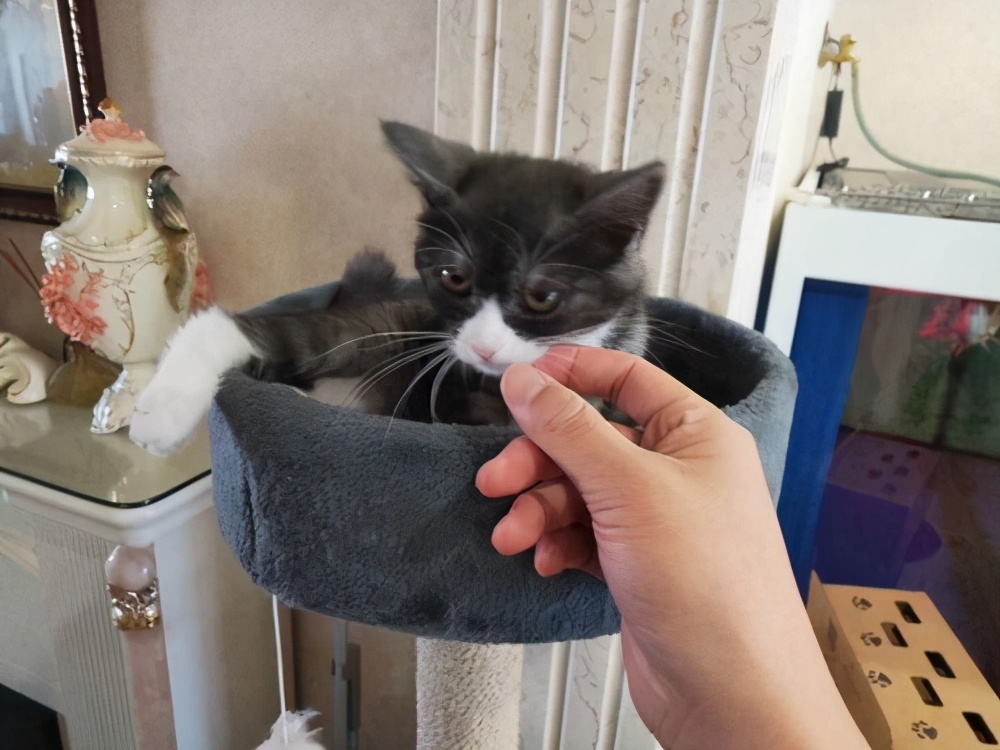 如何挑选猫咪比较好,挑选猫咪