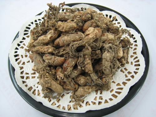 金蝉花中药怎么食用,药食同源话蝉花