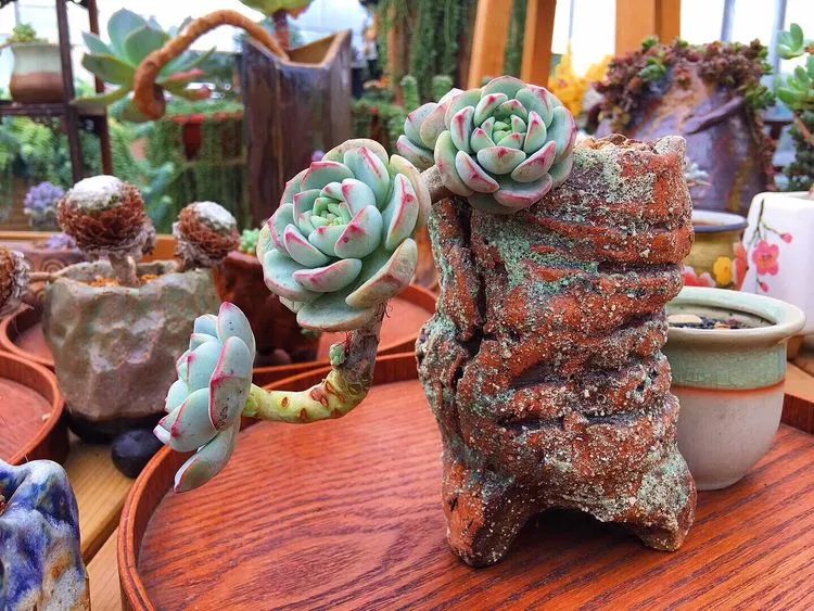 冬去春来,愿你无恙,疫情退去,养肉依旧!