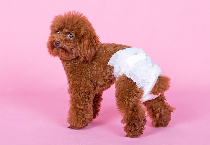 泰迪犬生理期，主人做好这些事，它的身体会更健康！