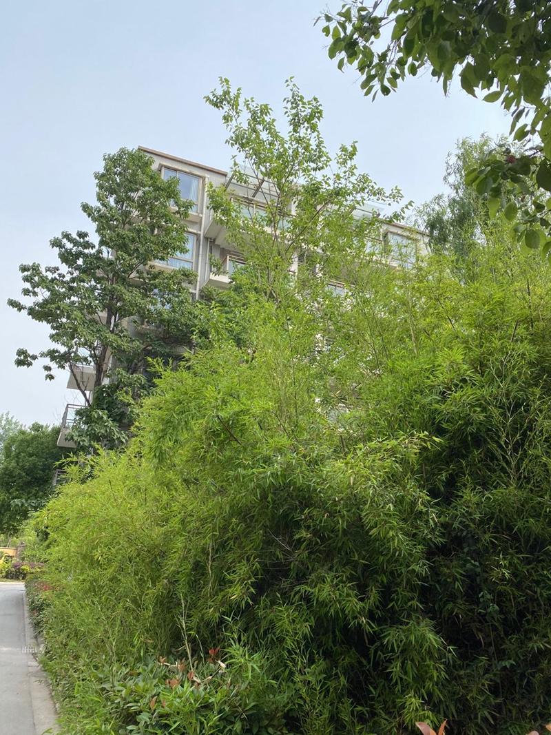 实探纯洋房新盘,南京仙林房价倒挂