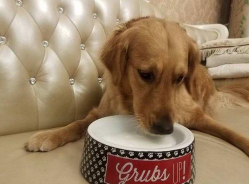 狗狗有必要喝羊奶粉吗,狗狗喝羊奶粉好还是羊奶好