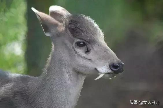 致命的60种动物,这100种动物你都认识吗