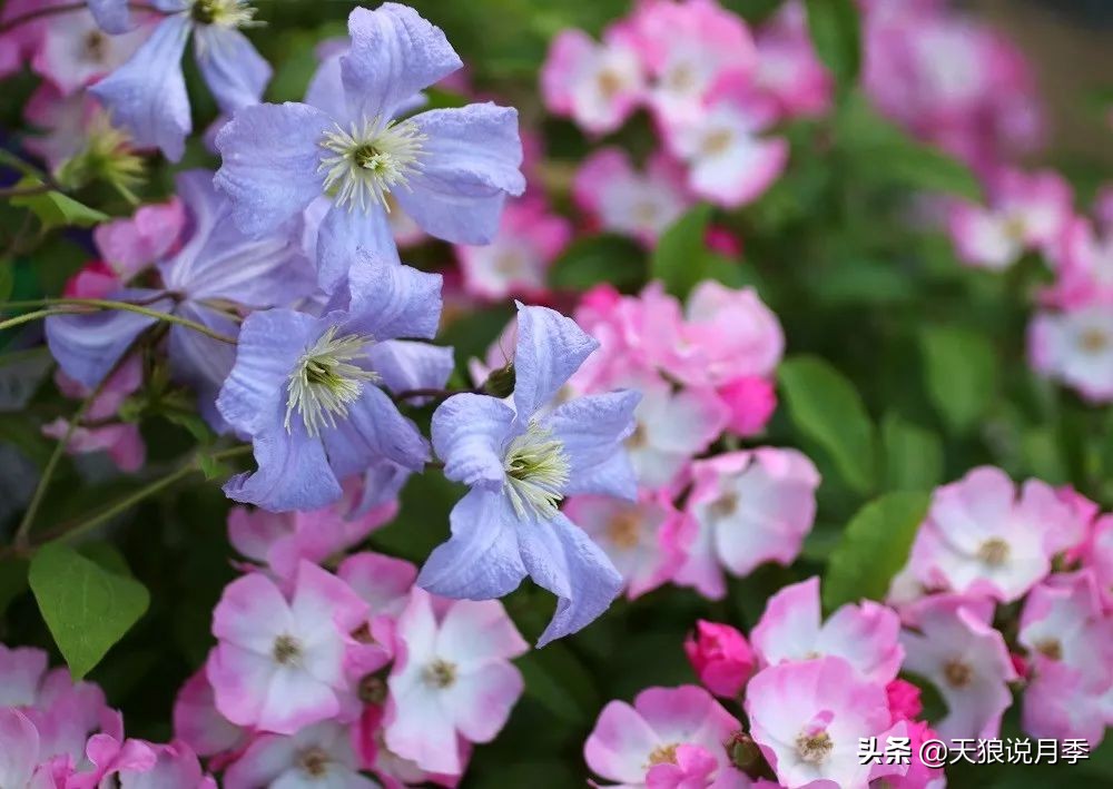 铁线莲折扣,铁线莲哪款值得入手