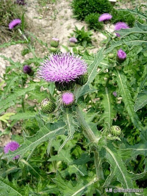 农村常见的野花野草哪些是能吃的,儿时在农村最常见的野花野草