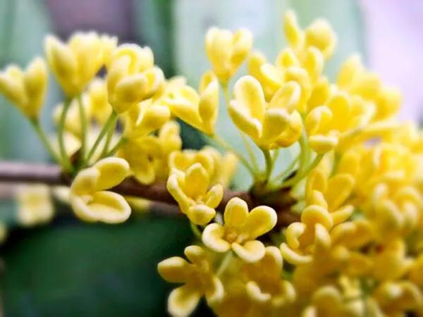 桂花嫁接其它品种桂花,桂花品种里有沉香桂花吗