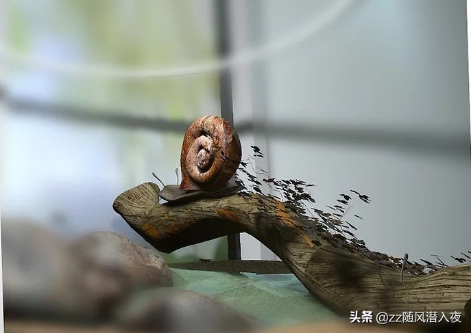 如何养在外捡的很小的蜗牛,如何养蜗牛蜗牛吃什么