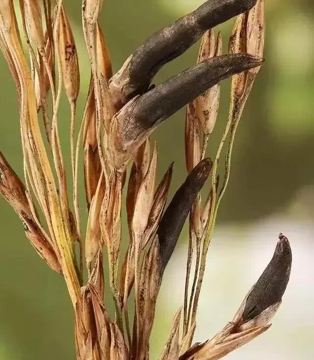 娆ф床鍦ｅ畨涓滃凹涔嬬伀,鍦ｅ畨涓滃凹涔嬬伀