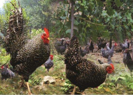 芦花鸡的最好养殖方法,芦花鸡的饲养价值高吗
