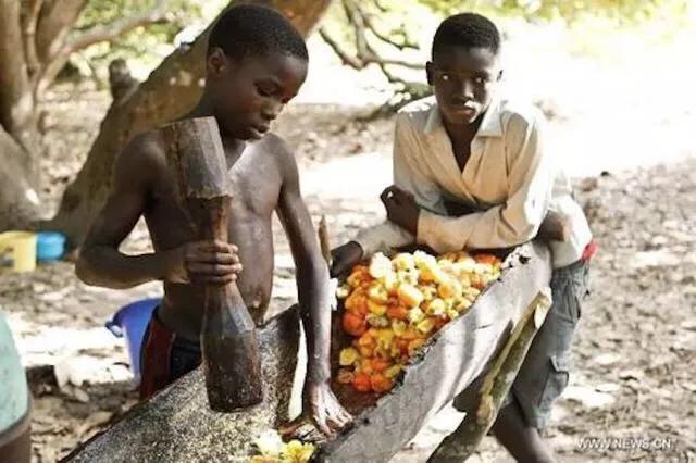 腰果科普知识,腰果哪部分有毒