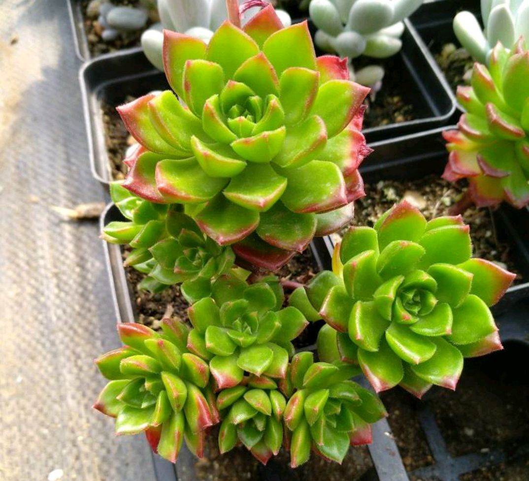 蒂亚怎样养才能变红,蒂亚夏季怎么养