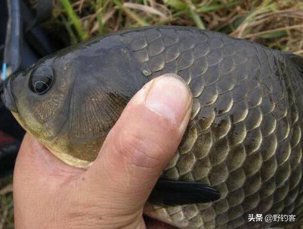 老玉米煮熟后野钓打窝好钓鲫鱼吗,野钓用什么打窝料可以钓鲫鱼鲤鱼