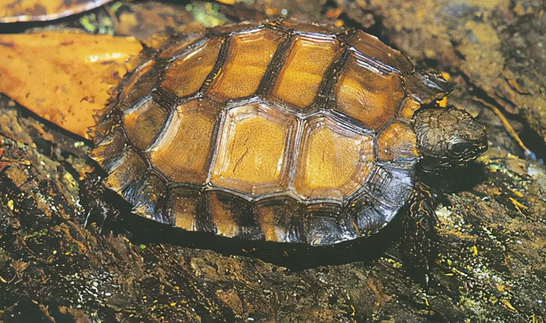 龟类纪录片,龟类图片