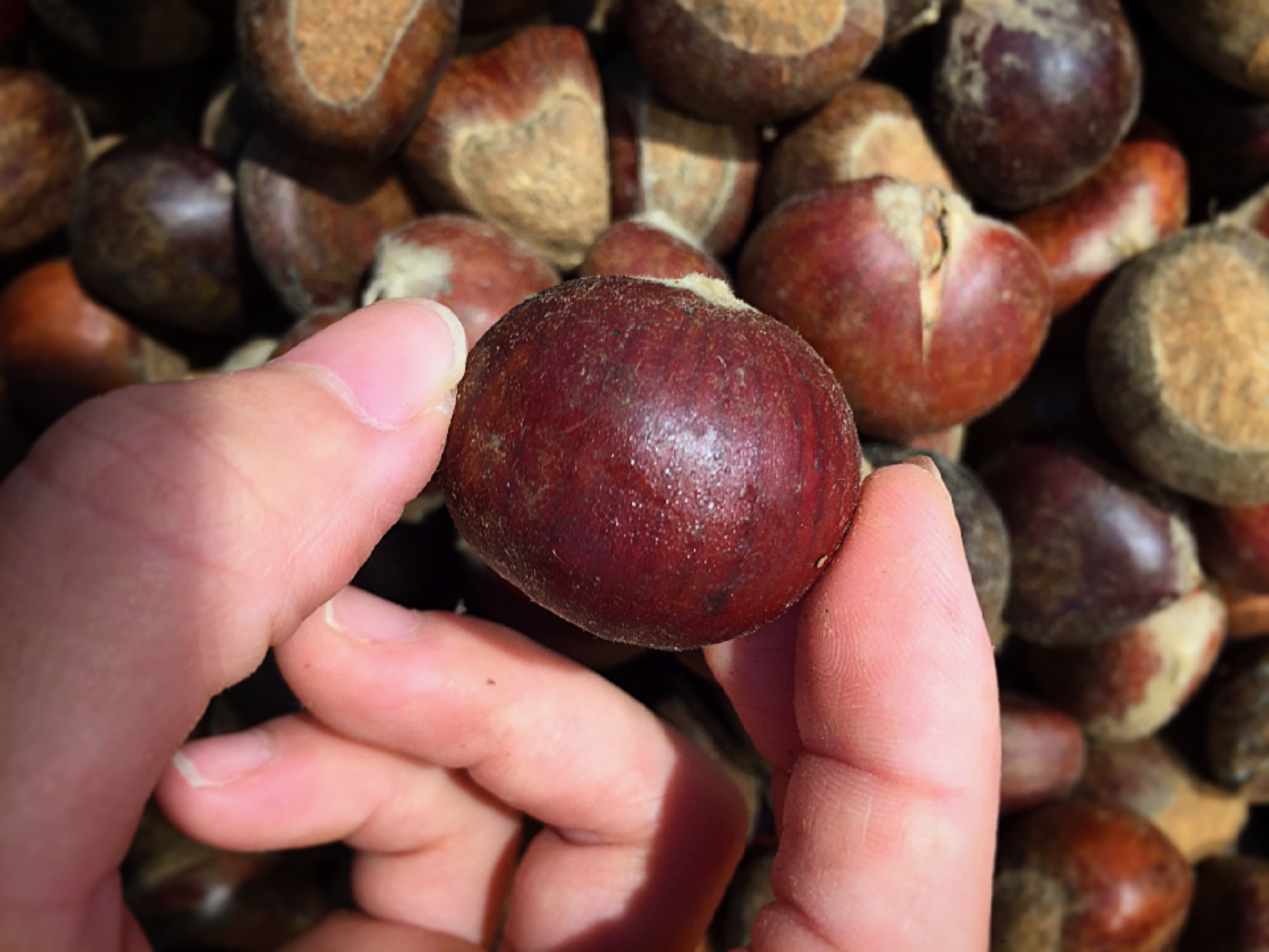 挑选板栗,怎样挑选板栗不容易变黑