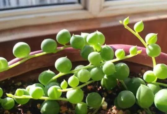 情人泪盆栽怎么养,情人泪吊兰怎么样浇水才合适