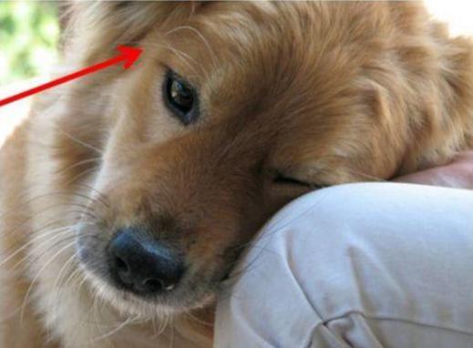 关于狗狗的8个秘密,关于狗狗的八个秘密你知道吗