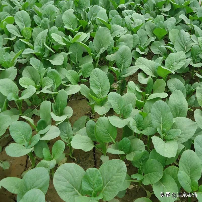 种植小青菜教程,小青菜种植技术露天