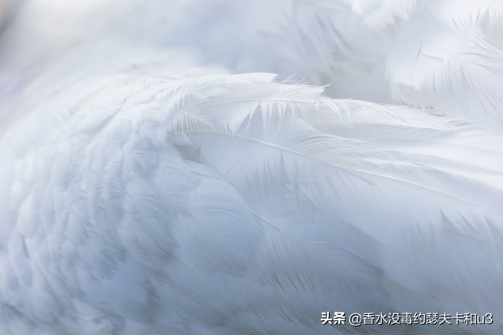 麝香橙花香水,比较果香的香水推荐