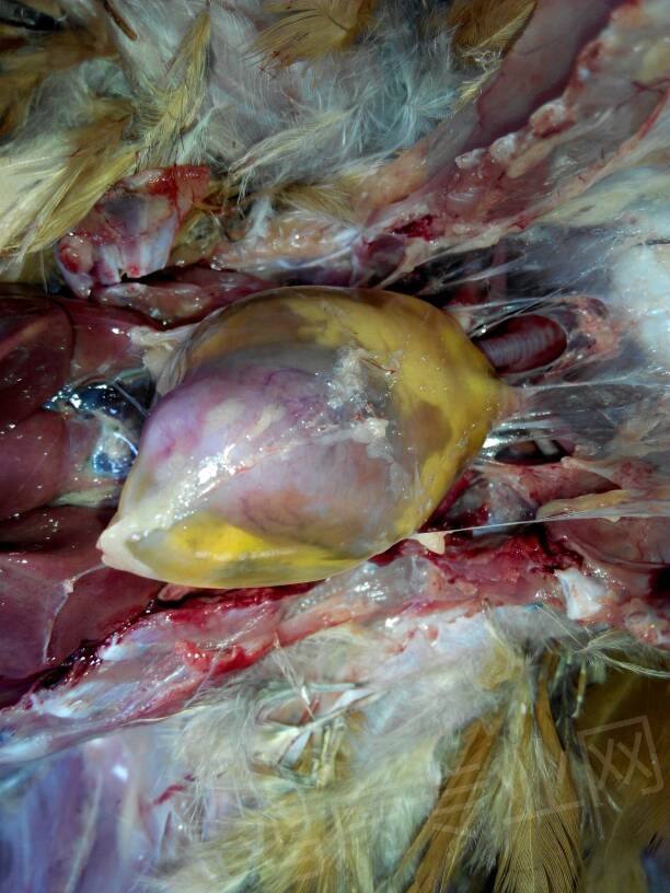 鸡食欲好突然死亡,鸡晚上突然死亡怎么回事啊