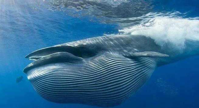 地球最大动物蓝鲸两百吨体重,地球最大的动物是什么动物