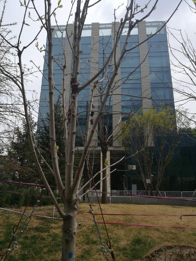 北京望京cbd什么时候开发的,北京望京核心地段