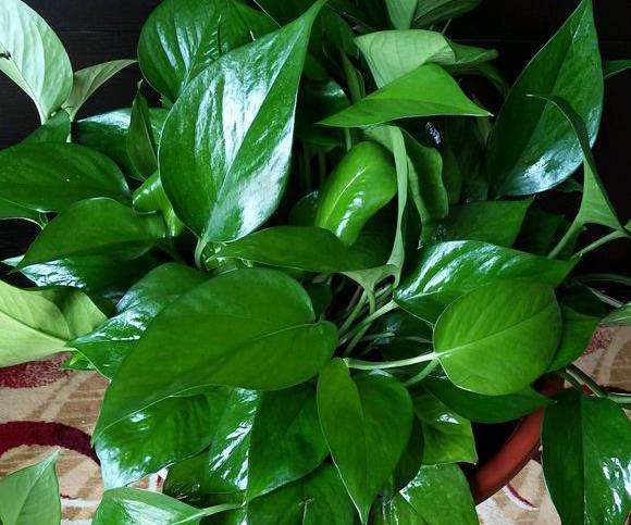 绿萝浇黄豆水的正确方法,绿萝用黄豆水来做肥料真的很好吗