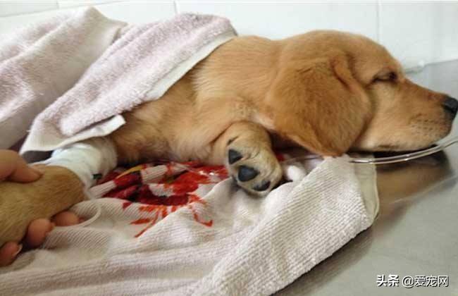 狗狗犬瘟热细小如何预防,狗狗怎么预防犬瘟热