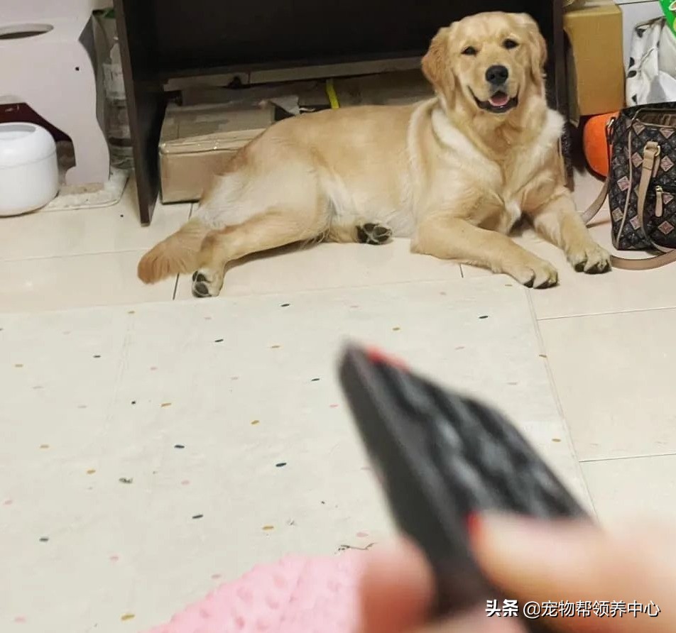 金毛使出绝招后主人跳了起来,金毛一个动作让主人哭笑不得