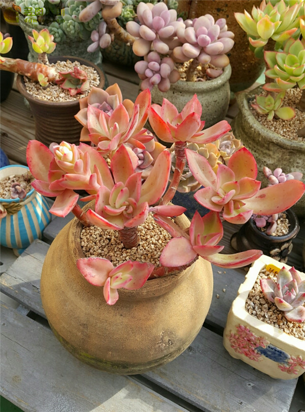 容易爆盆的玫瑰多肉,容易过冬过夏的多肉