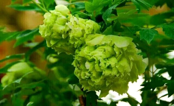 四大名品牡丹哪个好养,四大名品牡丹是哪四种