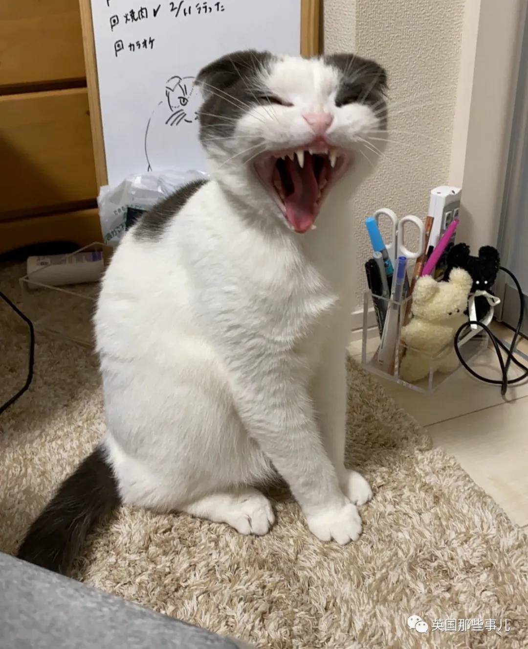 猫咪表情包喵星人,一组有故事的喵星人表情包