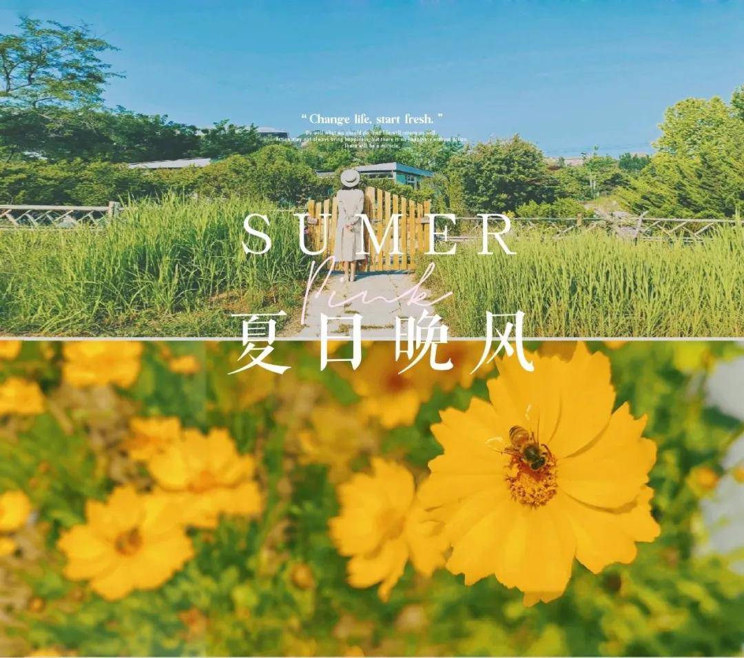 青岛粉黛花海拍照,青岛好看的拍照地怎么拍